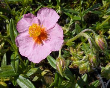 Devaterník 'Wisley Pink'