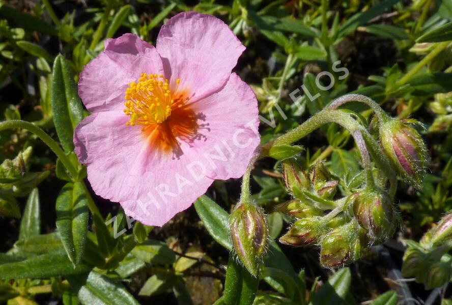 Devaterník 'Wisley Pink' - Helianthemum 'Wisley Pink'