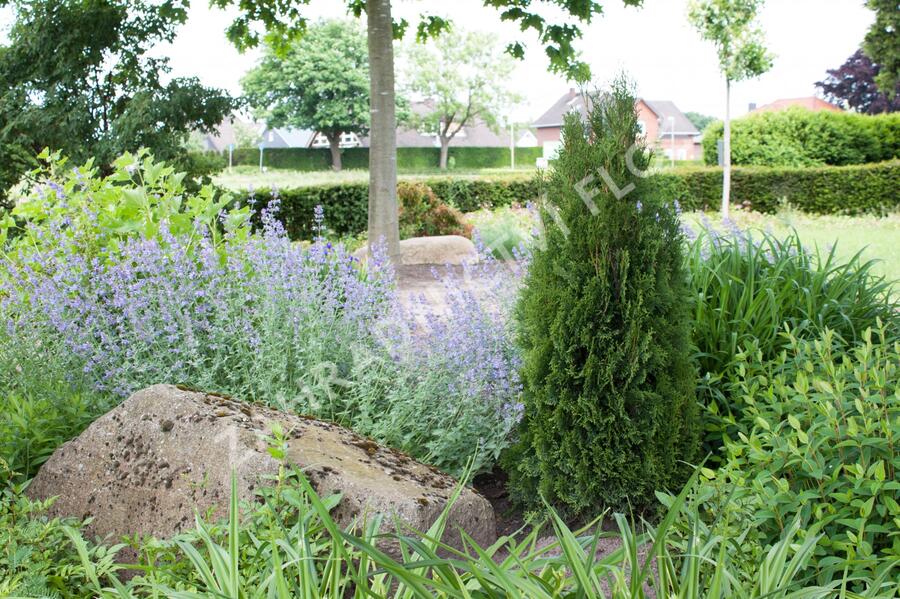 Túje, zerav západní 'Dark Embers' - Thuja occidentalis 'Dark Embers'