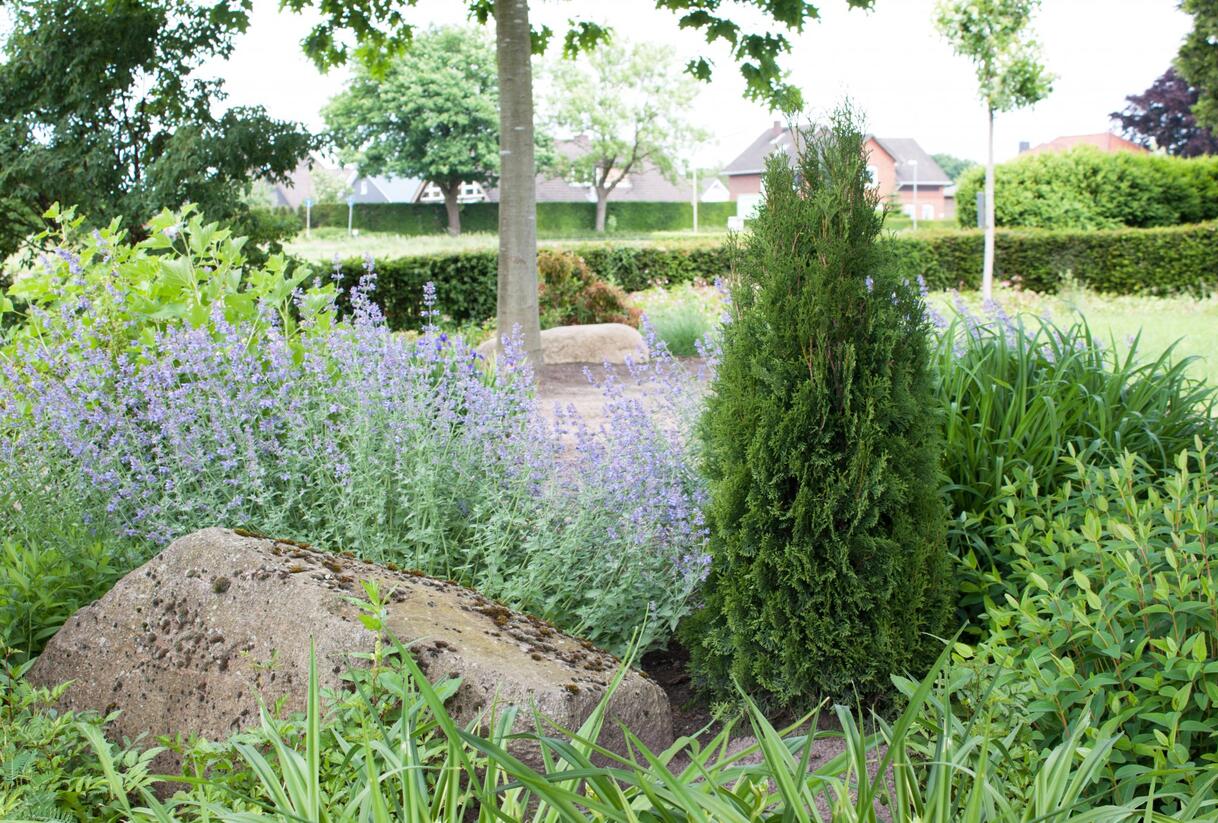 Túje, zerav západní 'Dark Embers' - Thuja occidentalis 'Dark Embers'