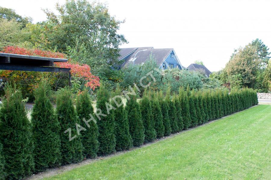 Túje, zerav západní 'Dark Embers' - Thuja occidentalis 'Dark Embers'