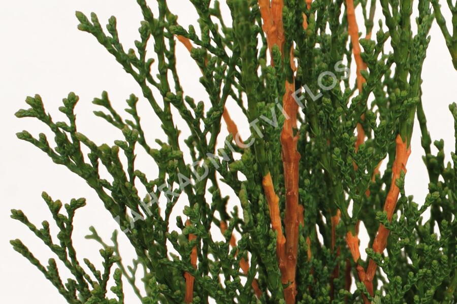 Túje, zerav západní 'Dark Embers' - Thuja occidentalis 'Dark Embers'