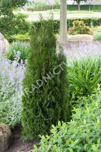 Túje, zerav západní 'Dark Embers' - Thuja occidentalis 'Dark Embers'