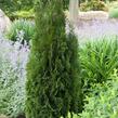 Túje, zerav západní 'Dark Embers' - Thuja occidentalis 'Dark Embers'