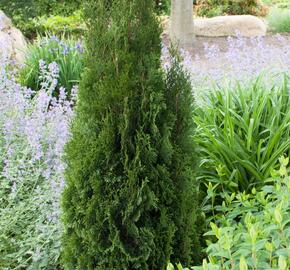 Túje, zerav západní 'Dark Embers'