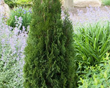 Túje, zerav západní 'Dark Embers'