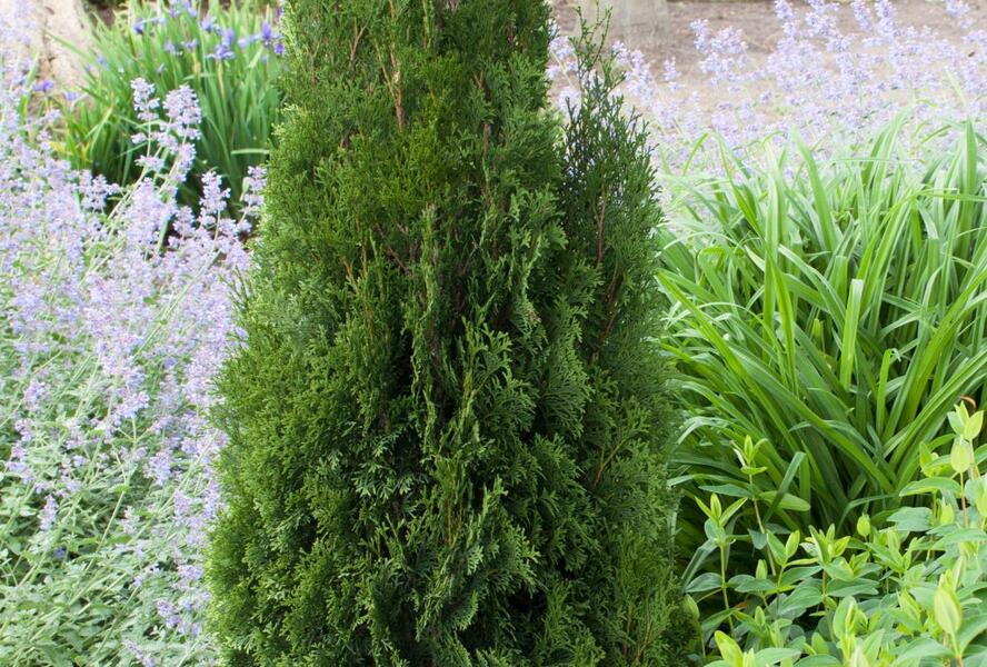 Túje, zerav západní 'Dark Embers' - Thuja occidentalis 'Dark Embers'