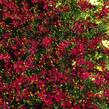 Krásnoočko přeslenité 'Red Satin' - Coreopsis verticillata 'Red Satin'