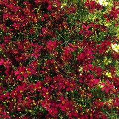 Krásnoočko přeslenité 'Red Satin' - Coreopsis verticillata 'Red Satin'