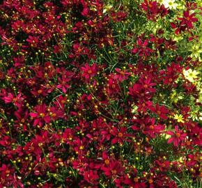Krásnoočko přeslenité 'Red Satin' - Coreopsis verticillata 'Red Satin'
