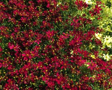 Krásnoočko přeslenité 'Red Satin'