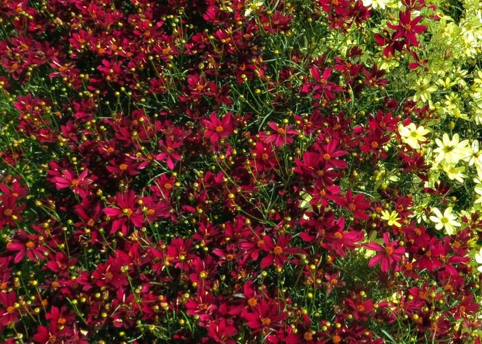 Krásnoočko přeslenité 'Red Satin' - Coreopsis verticillata 'Red Satin'