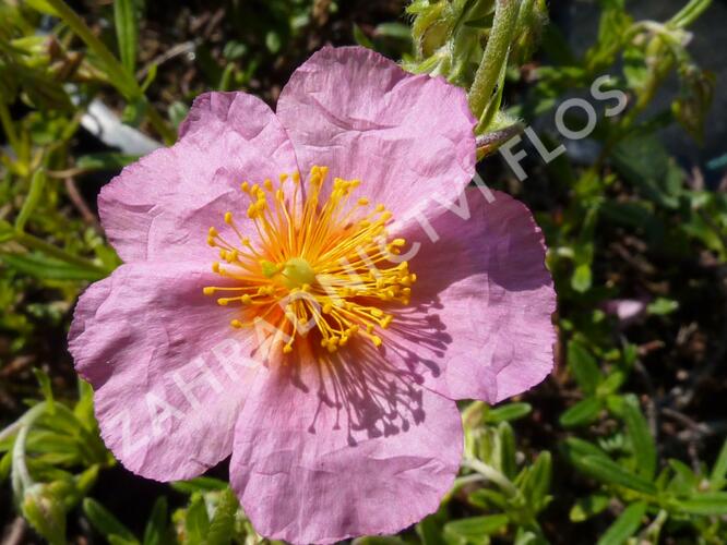 Devaterník 'Annabel' - Helianthemum 'Annabel'