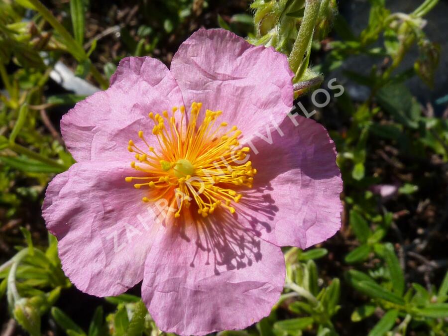 Devaterník 'Annabel' - Helianthemum 'Annabel'