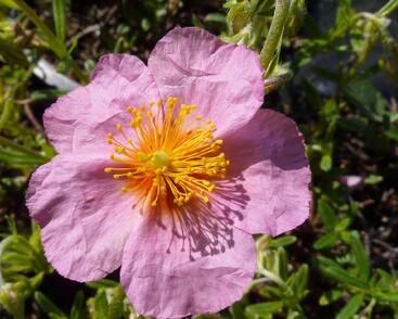 Devaterník 'Annabel'