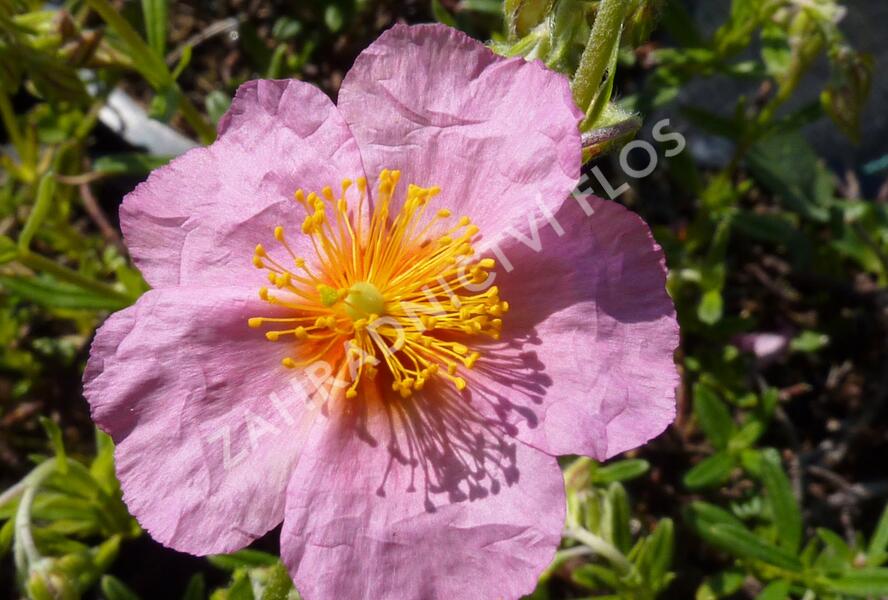 Devaterník 'Annabel' - Helianthemum 'Annabel'