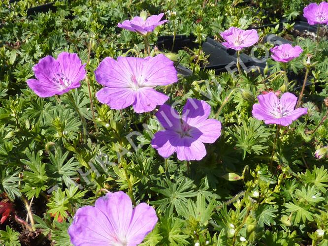 Kakost krvavý 'Compactum' - Geranium sanguineum 'Compactum'