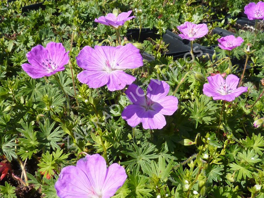 Kakost krvavý 'Compactum' - Geranium sanguineum 'Compactum'