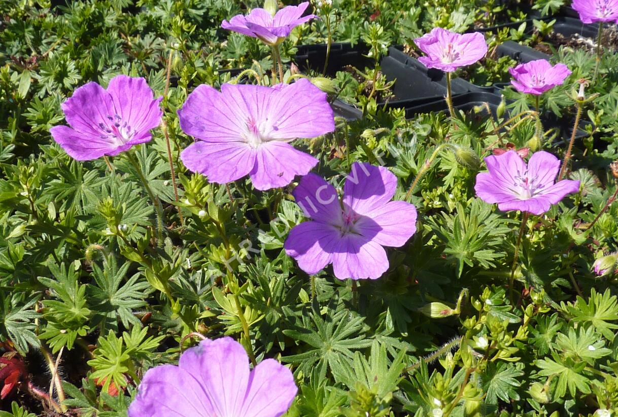 Kakost krvavý 'Compactum' - Geranium sanguineum 'Compactum'