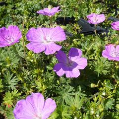 Kakost krvavý 'Compactum' - Geranium sanguineum 'Compactum'