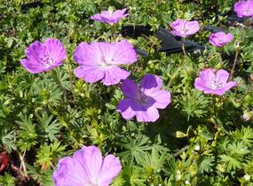 Kakost krvavý 'Compactum' - Geranium sanguineum 'Compactum'