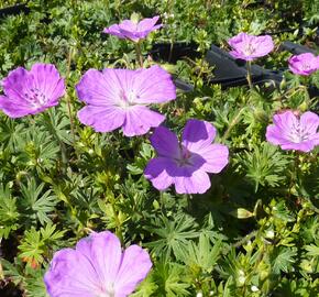 Kakost krvavý 'Compactum' - Geranium sanguineum 'Compactum'