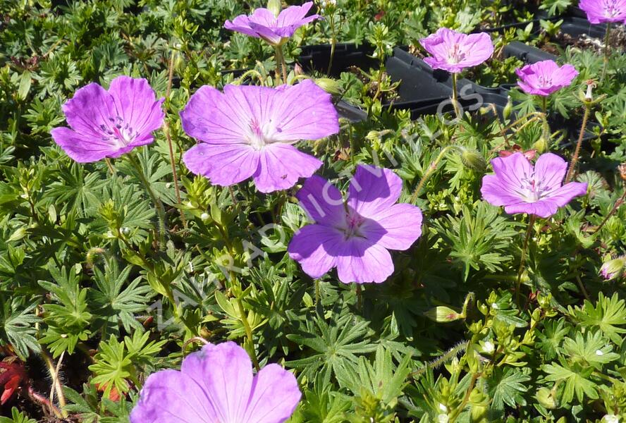 Kakost krvavý 'Compactum' - Geranium sanguineum 'Compactum'