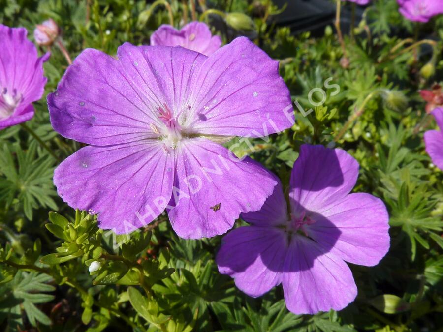 Kakost krvavý 'Compactum' - Geranium sanguineum 'Compactum'