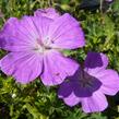 Kakost krvavý 'Compactum' - Geranium sanguineum 'Compactum'