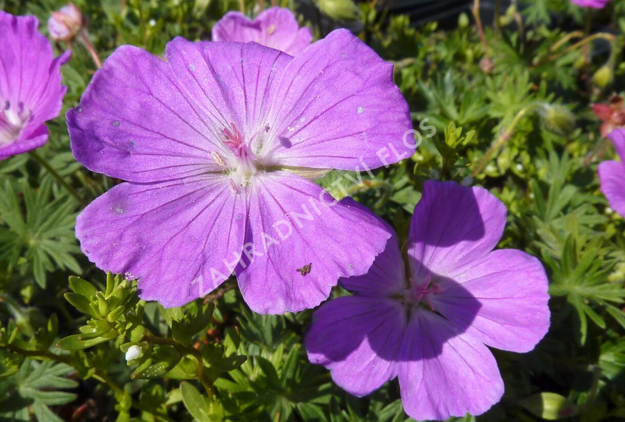 Kakost krvavý 'Compactum' - Geranium sanguineum 'Compactum'