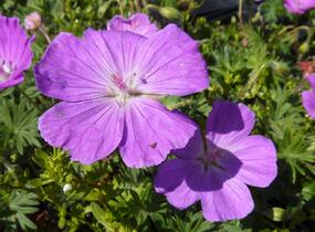 Kakost krvavý 'Compactum' - Geranium sanguineum 'Compactum'