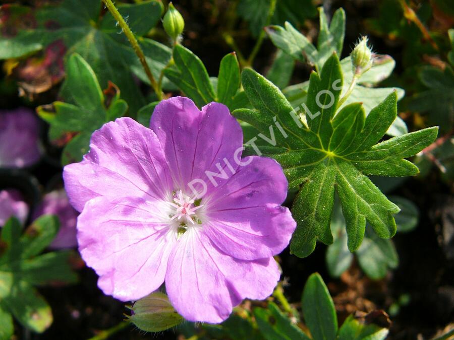 Kakost krvavý 'Compactum' - Geranium sanguineum 'Compactum'