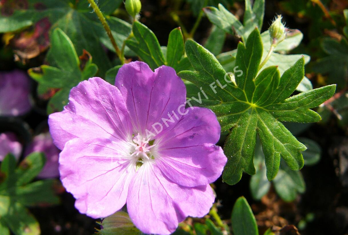 Kakost krvavý 'Compactum' - Geranium sanguineum 'Compactum'