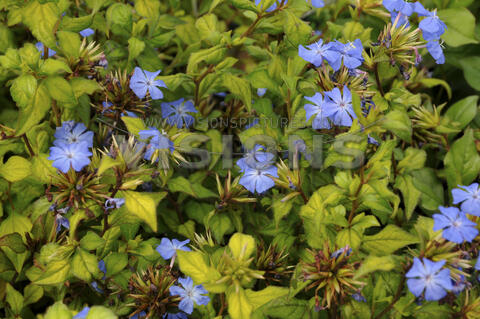 Olověnec Willmotův 'Forest Blue' - Ceratostigma willmottianum 'Forest Blue'