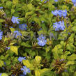 Olověnec Willmotův 'Forest Blue' - Ceratostigma willmottianum 'Forest Blue'