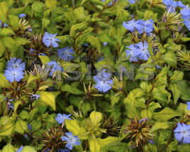 Olověnec Willmotův 'Forest Blue'