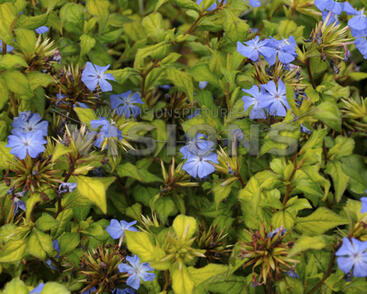 Olověnec Willmotův 'Forest Blue'