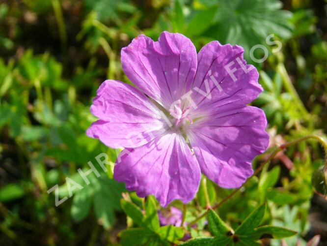Kakost krvavý 'Vision' - Geranium sanguineum 'Vision'