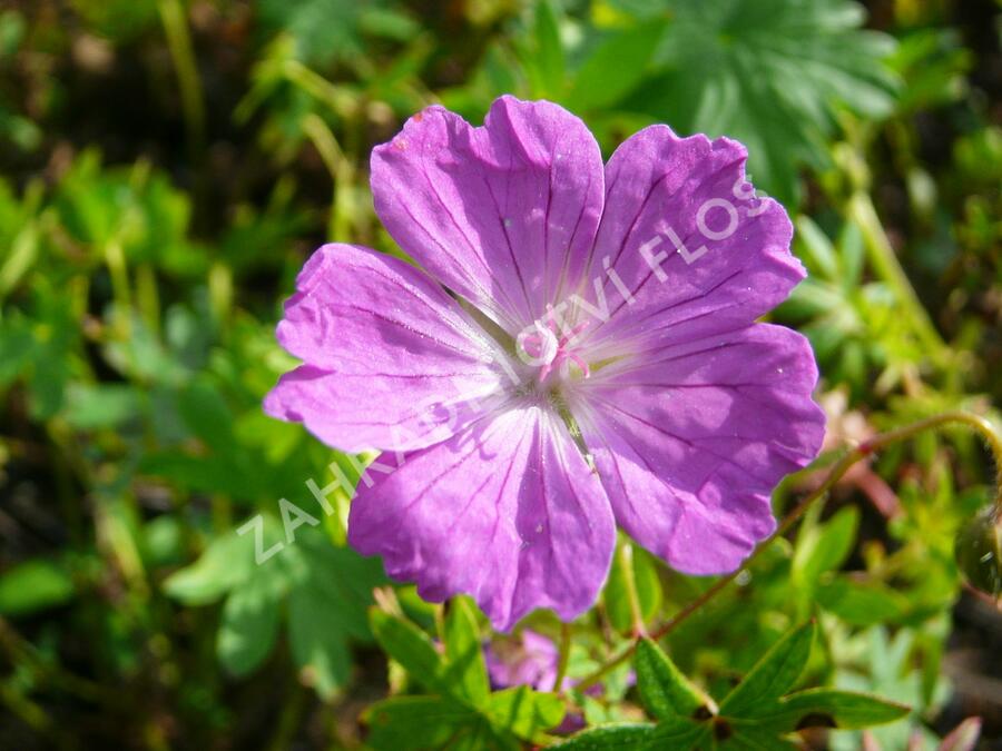 Kakost krvavý 'Vision' - Geranium sanguineum 'Vision'