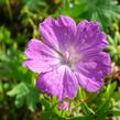 Kakost krvavý 'Vision' - Geranium sanguineum 'Vision'