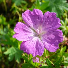 Kakost krvavý 'Vision' - Geranium sanguineum 'Vision'