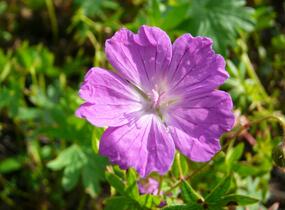 Kakost krvavý 'Vision' - Geranium sanguineum 'Vision'