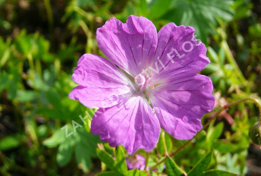 Kakost krvavý 'Vision' - Geranium sanguineum 'Vision'