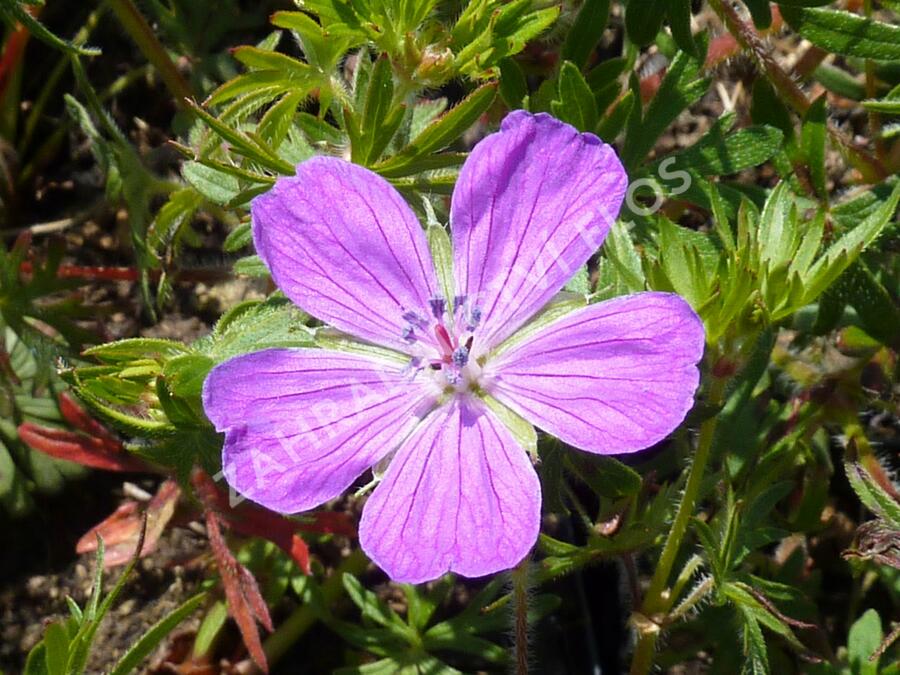 Kakost krvavý 'Vision' - Geranium sanguineum 'Vision'
