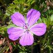 Kakost krvavý 'Vision' - Geranium sanguineum 'Vision'