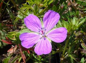Kakost krvavý 'Vision' - Geranium sanguineum 'Vision'