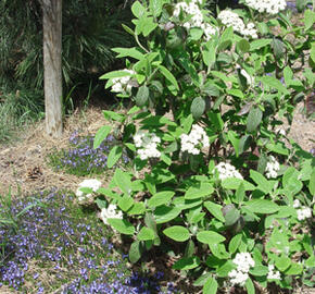 Kalina 'Alleghany' - Viburnum rhytidophylloides 'Alleghany'