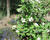 Kalina 'Alleghany'