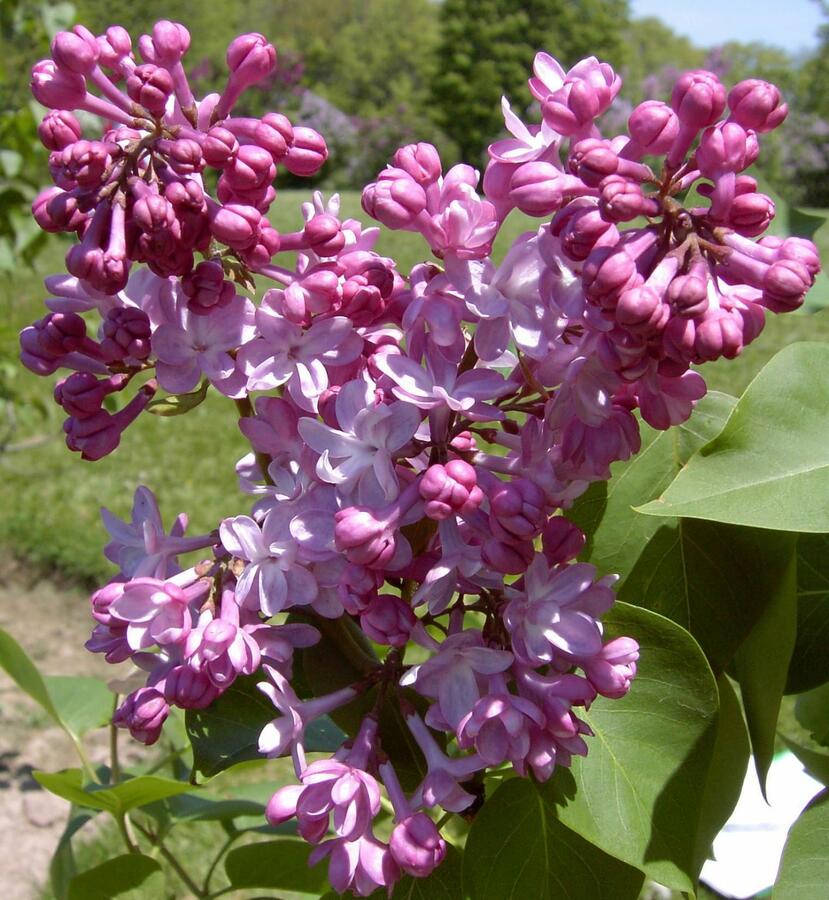 Šeřík obecný 'Belle de Nancy' - Syringa vulgaris 'Belle de Nancy'