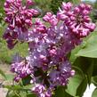 Šeřík obecný 'Belle de Nancy' - Syringa vulgaris 'Belle de Nancy'